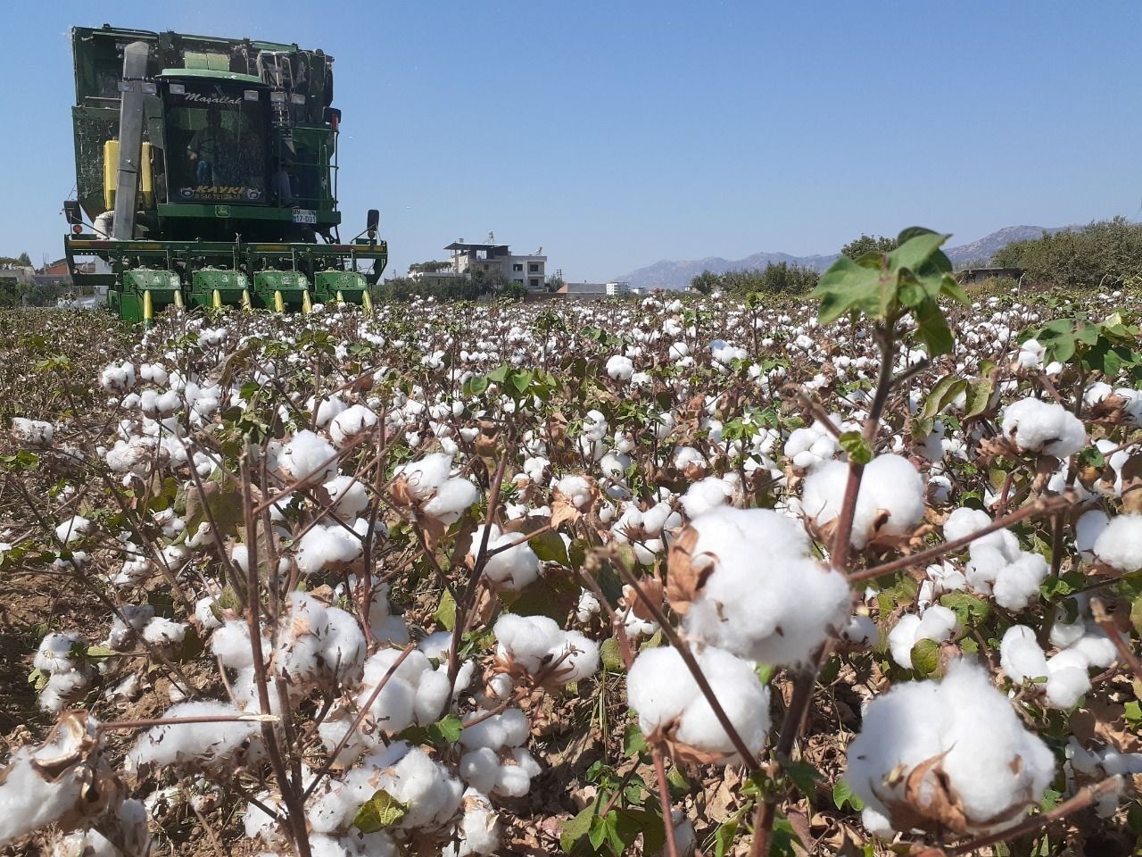Pamuk &uuml;reticilerine &rsquo;unlu bit&rsquo; uyarısı
