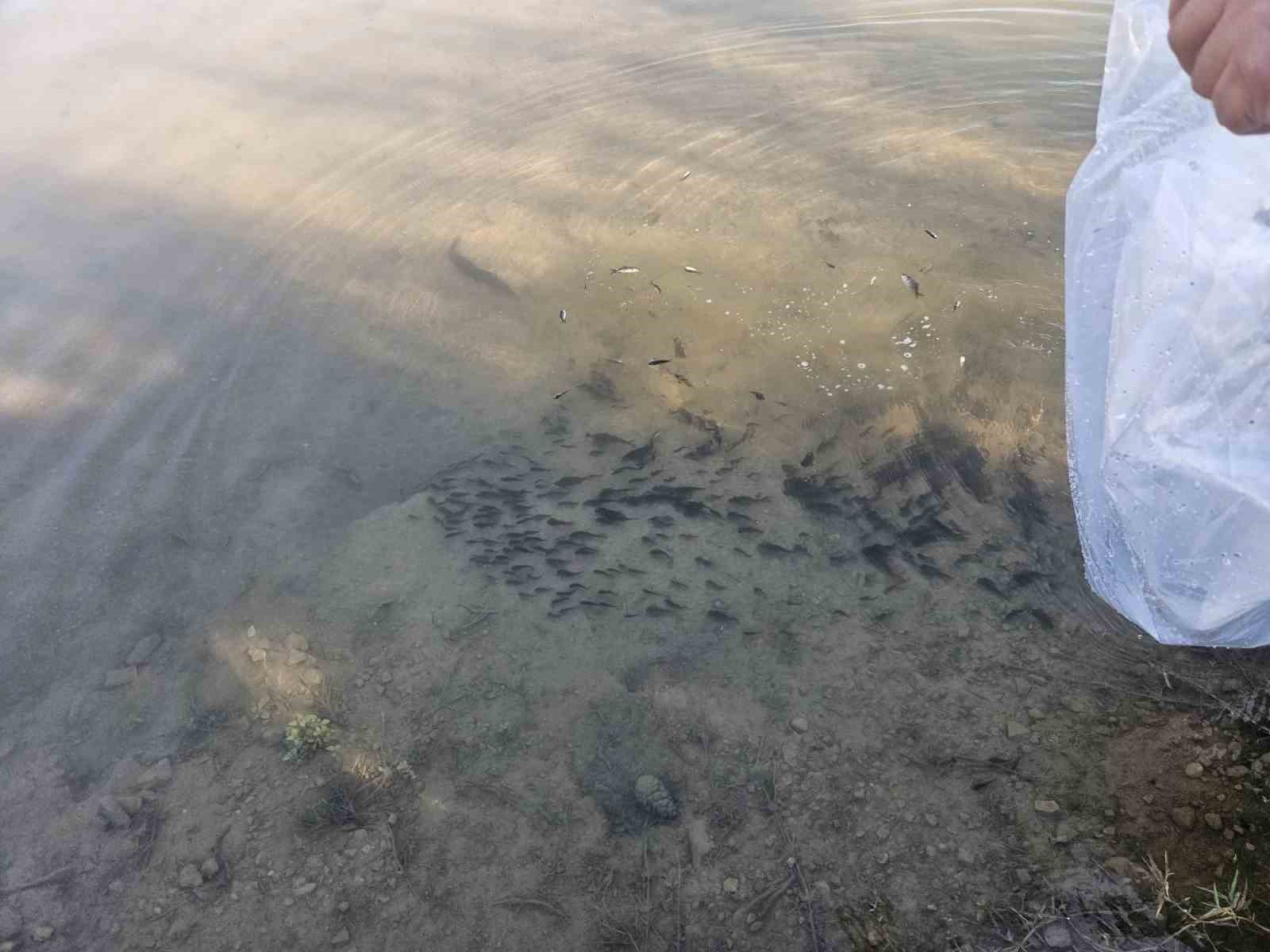 Dazkırı&rsquo;daki &Ccedil;iftlik k&ouml;y&uuml; baraj g&ouml;letinde balıklandırma yapıldı
