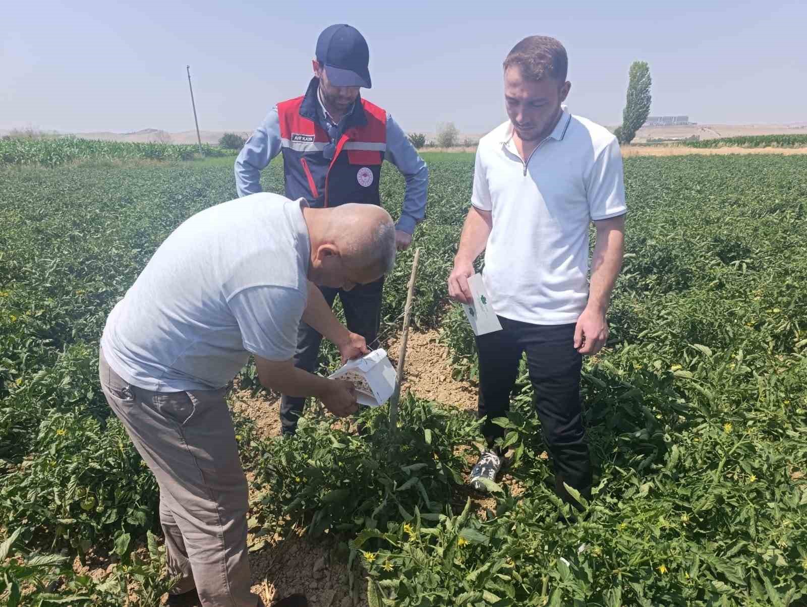 Afyonkarahisar’da bitki sağlığı faaliyetleri devam ediyor