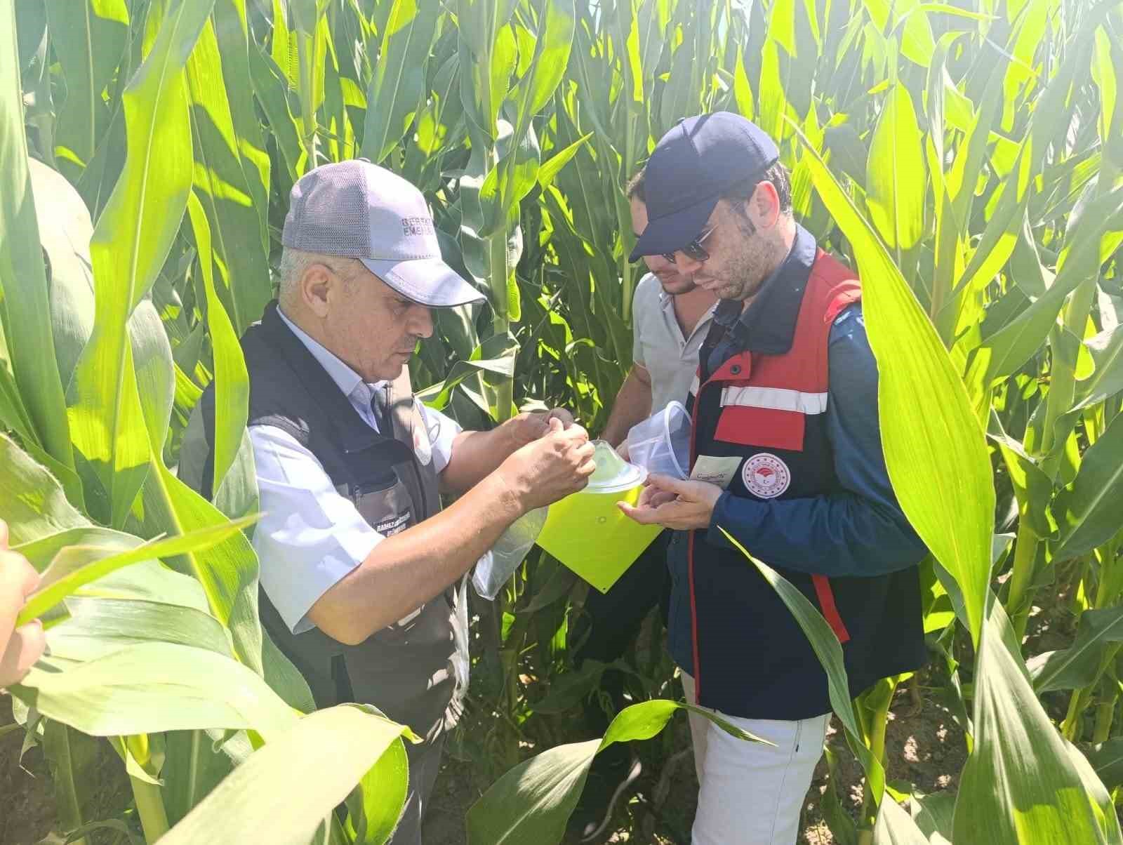 Afyonkarahisar&rsquo;da bitki sağlığı faaliyetleri devam ediyor
