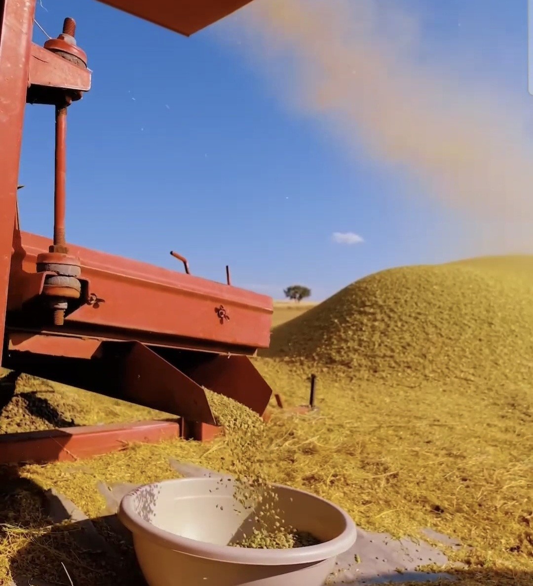 Yozgat, yeşil mercimek &uuml;retiminde ilk sırada yer aldı

