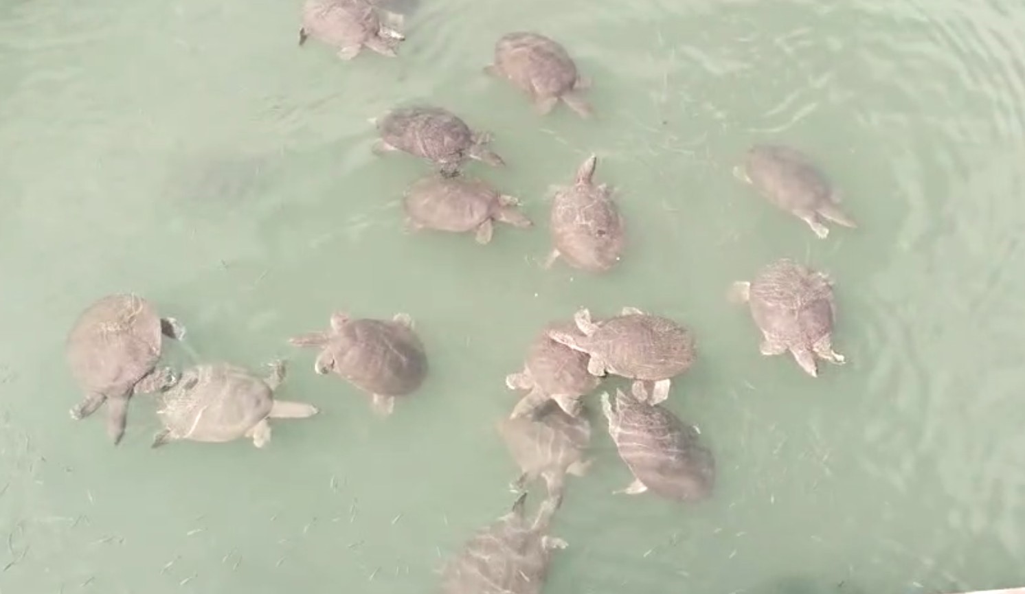 Antalya’da saldırgan Nil kaplumbağası uyarısı