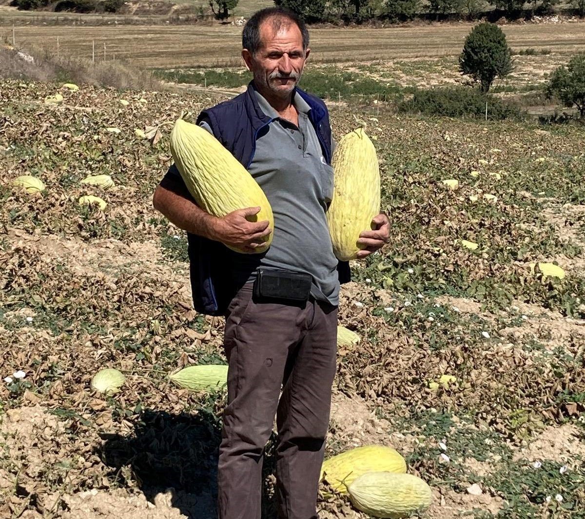 Emet’tin Göncek Kavunu organik tarım bünyesine kazandırılacak