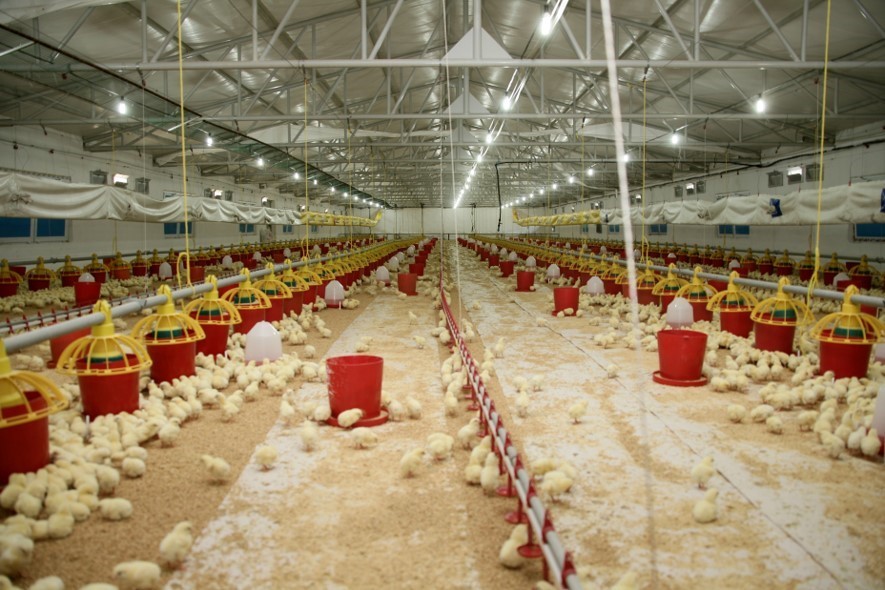 Şenpiliç ekosistemi sözleşmeli çiftliklerle geçen yıl 4 bin 200 kişiye istihdam sağladı