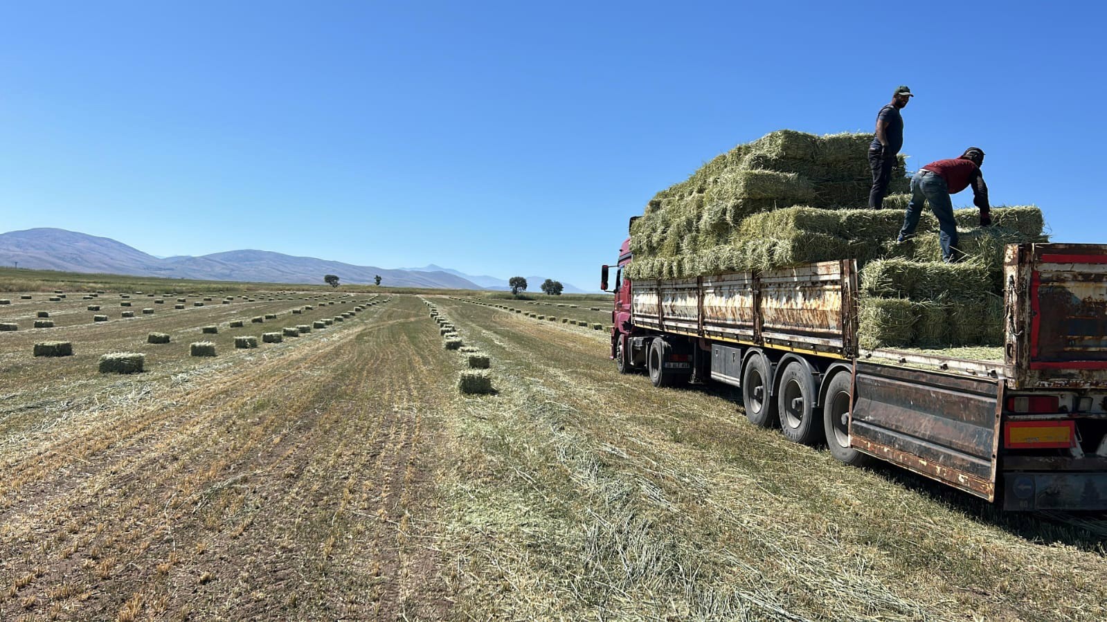 Talas Belediyesi’nden yem desteği