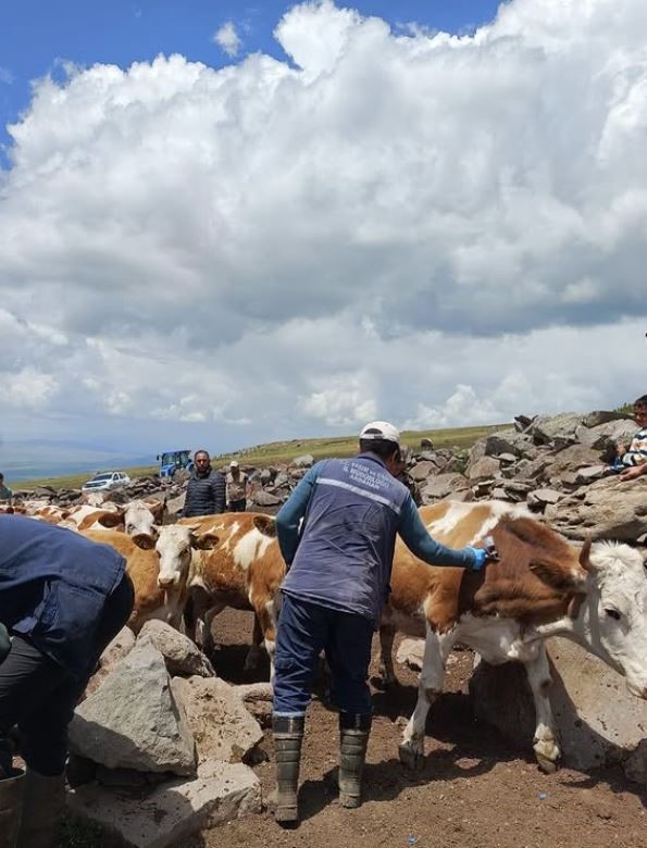 Ardahan Valiliği’nden şap açıklaması