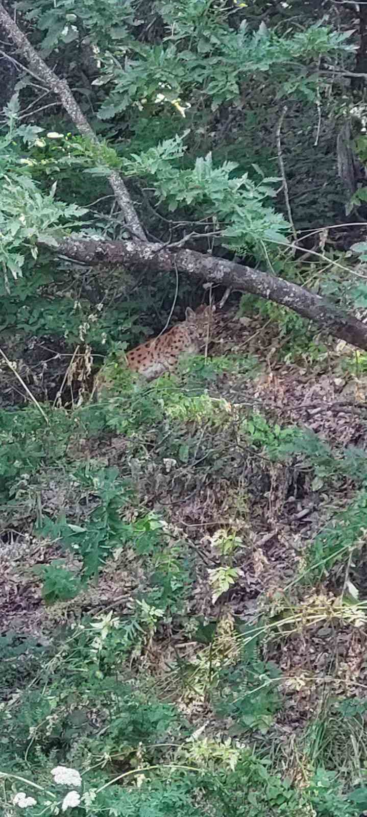 &Ccedil;ok iyi kamufle olmuştu ancak doğaseverin objektifinden ka&ccedil;amadı
