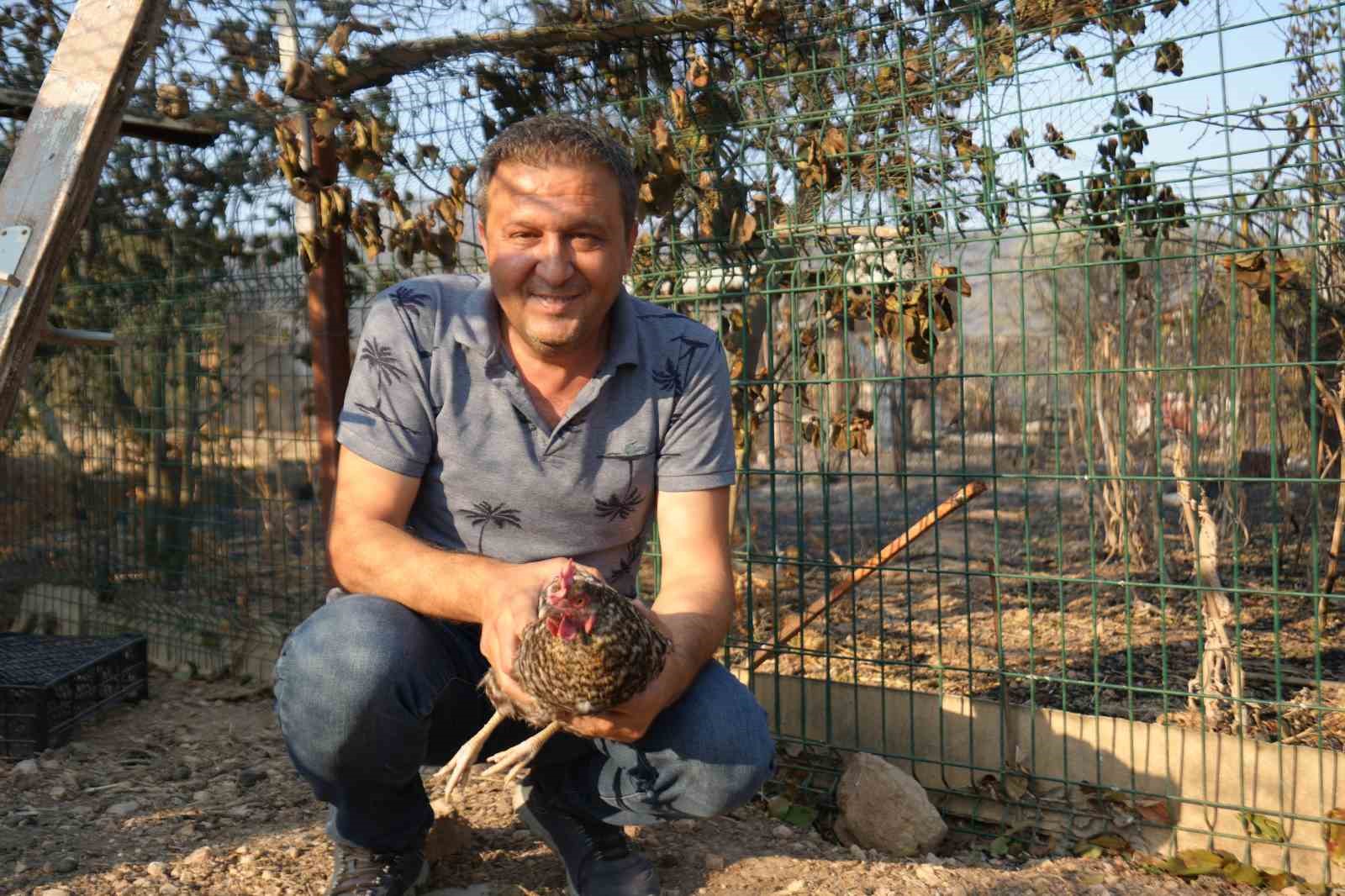 Yangından kaçıp kurtulan tavuk kümesine geri döndü