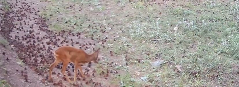 Çankırı’da yaban hayatı kamerada