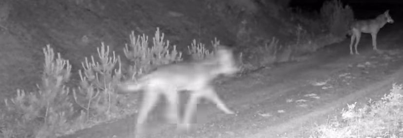 &Ccedil;ankırı&rsquo;da yaban hayatı kamerada
