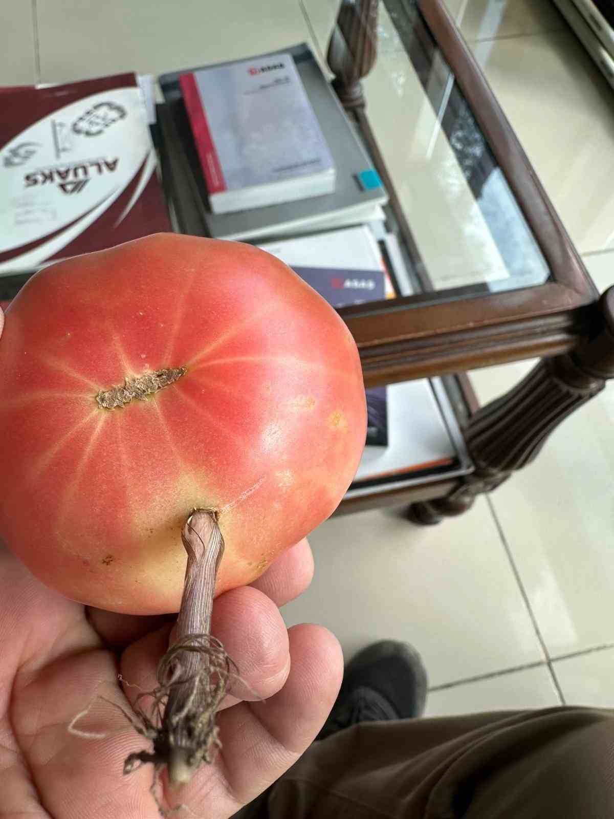 Şırnak&rsquo;ta şaşkına &ccedil;eviren olay, domatesin i&ccedil;inde ot yeşerdi
