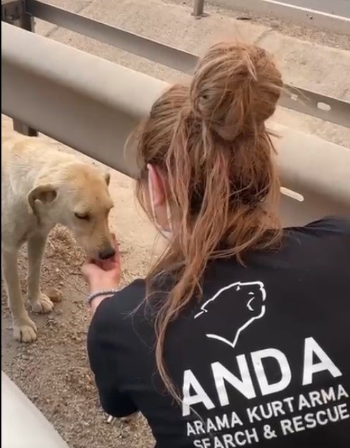 Yangından etkilenen hayvanlara elleriyle su verdiler