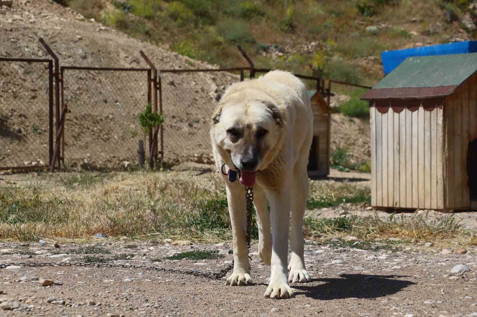 İri c&uuml;sseleriyle d&uuml;şmanına korku salan Kangallar, masum hayvanlara merhametiyle de hayran bırakıyor
