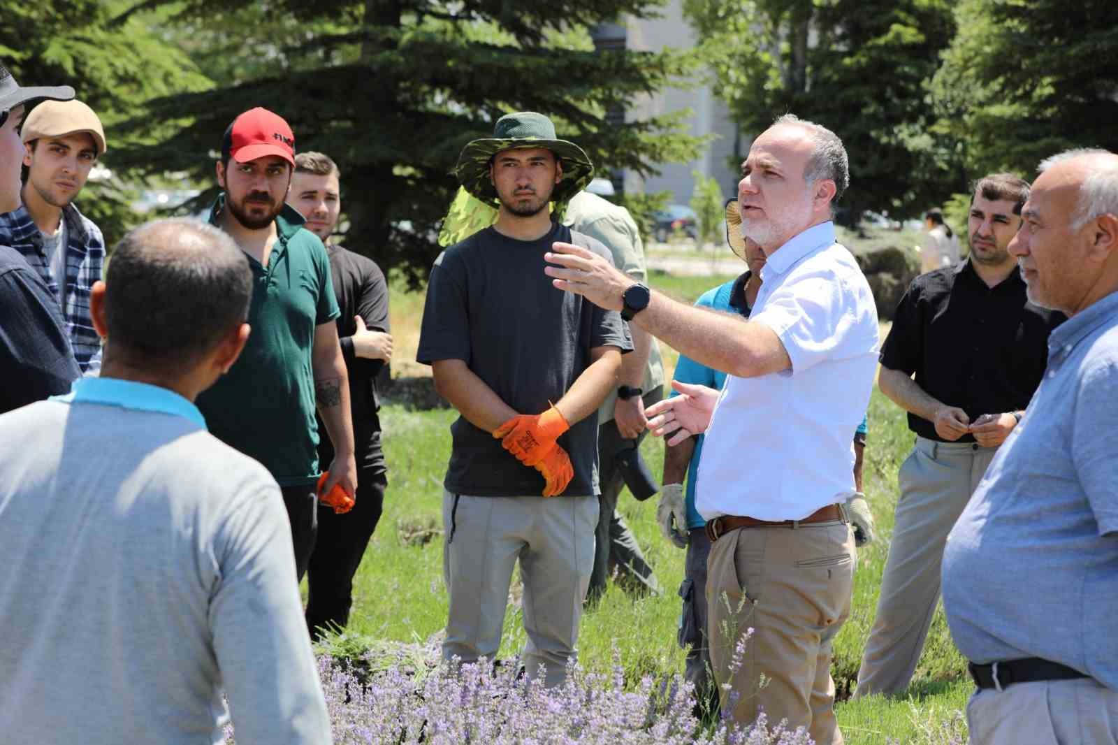 NÖHÜ’de lavanta hasadı yapıldı