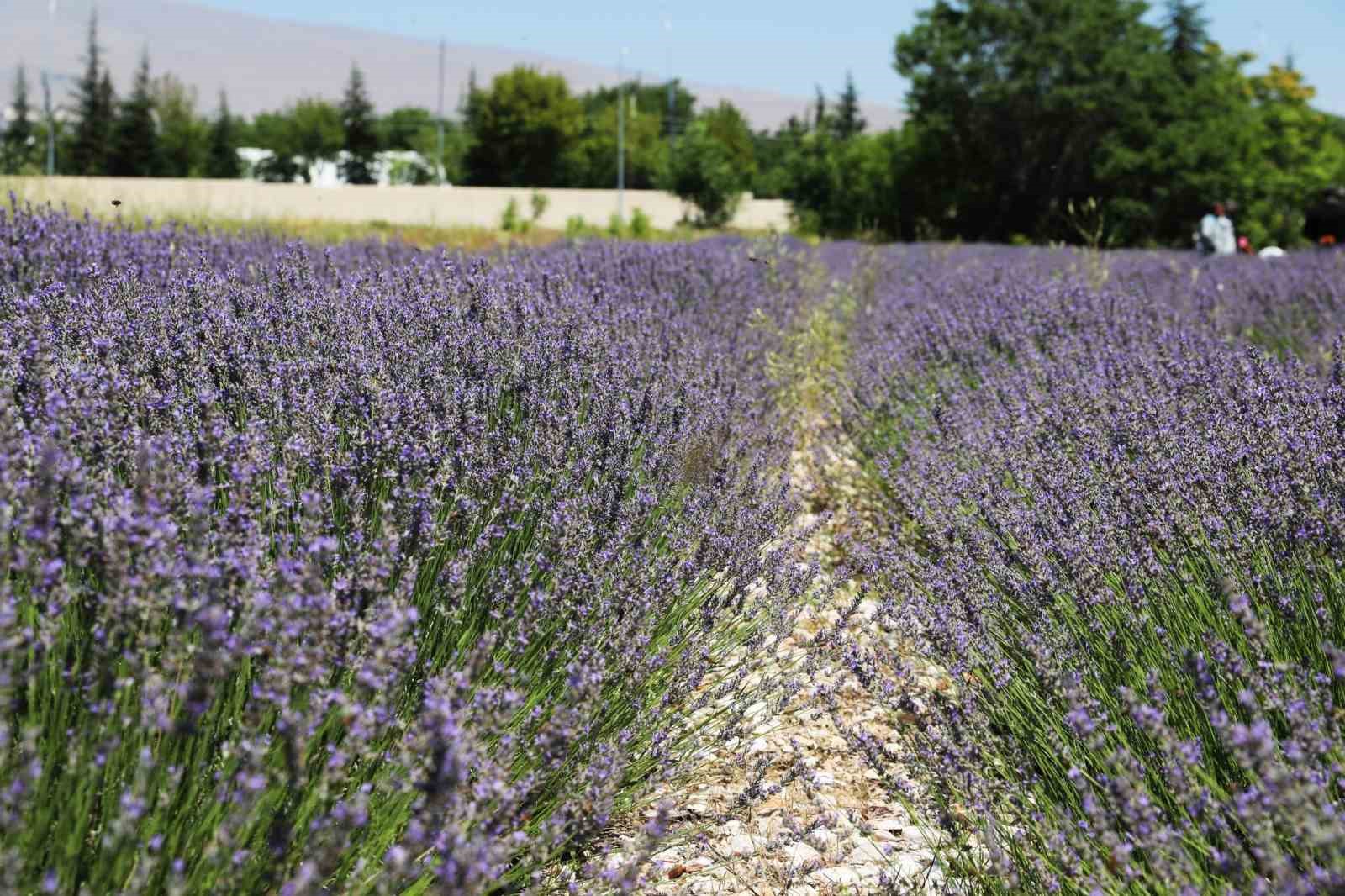 N&Ouml;H&Uuml;&rsquo;de lavanta hasadı yapıldı
