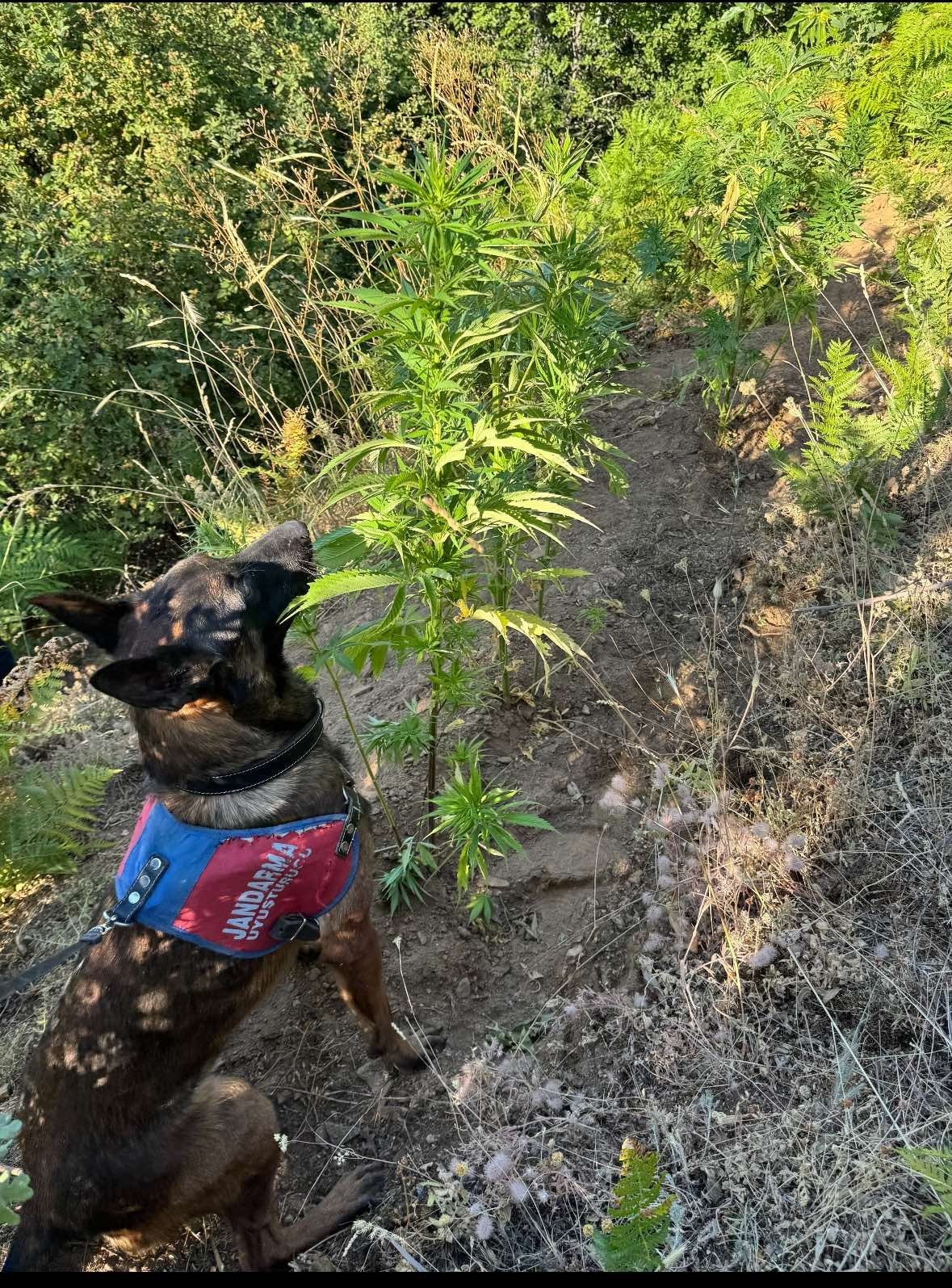 Nazilli&rsquo;de uyuşturucu operasyonu
