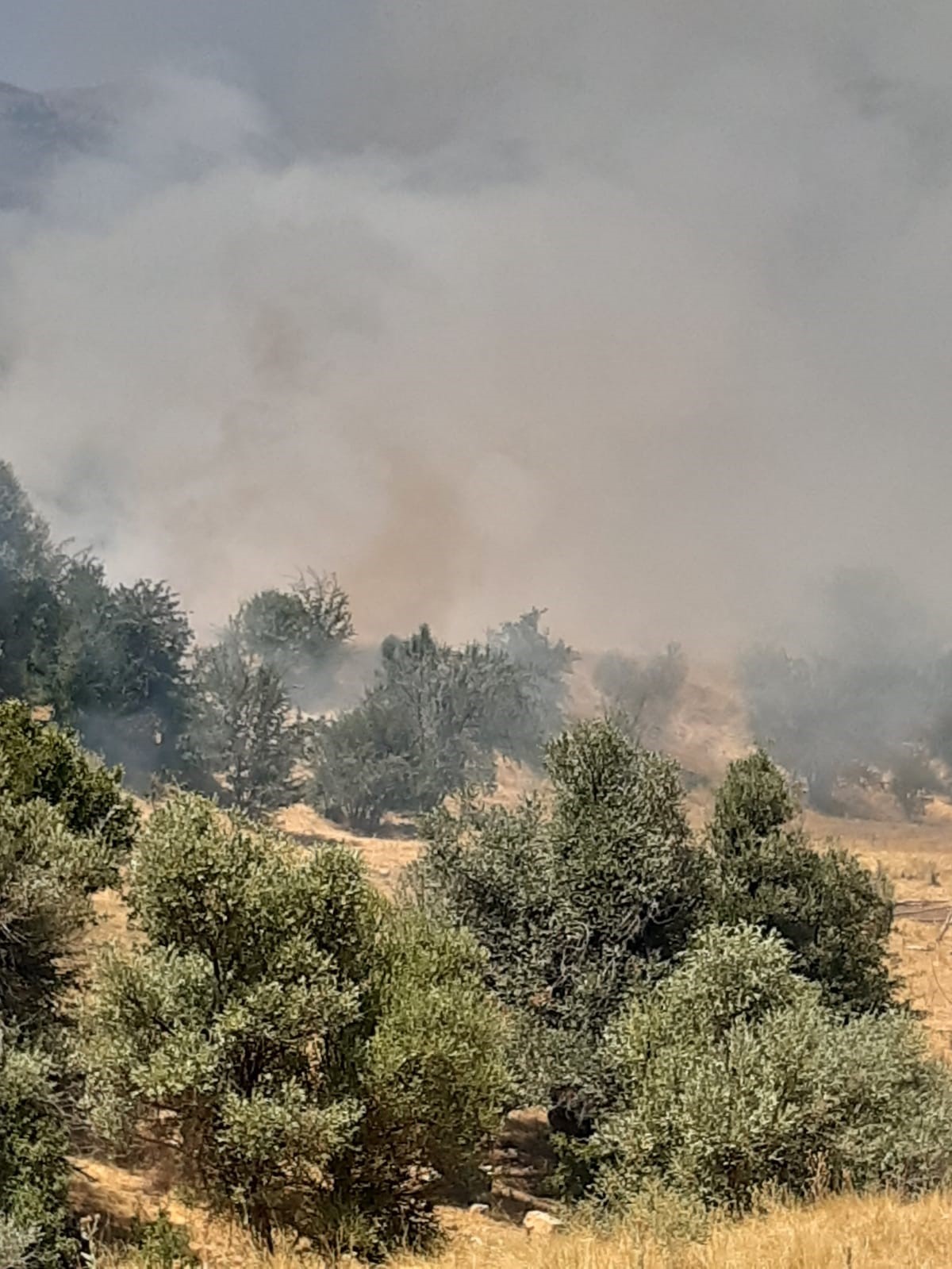 Tunceli’de çıkan yangın büyük ölçüde söndürüldü