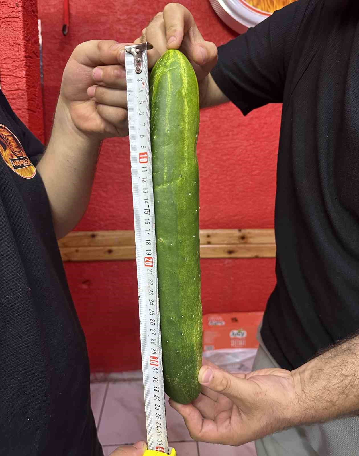 Muratlı&rsquo;da dev salatalık g&ouml;renleri hayrete d&uuml;ş&uuml;rd&uuml;
