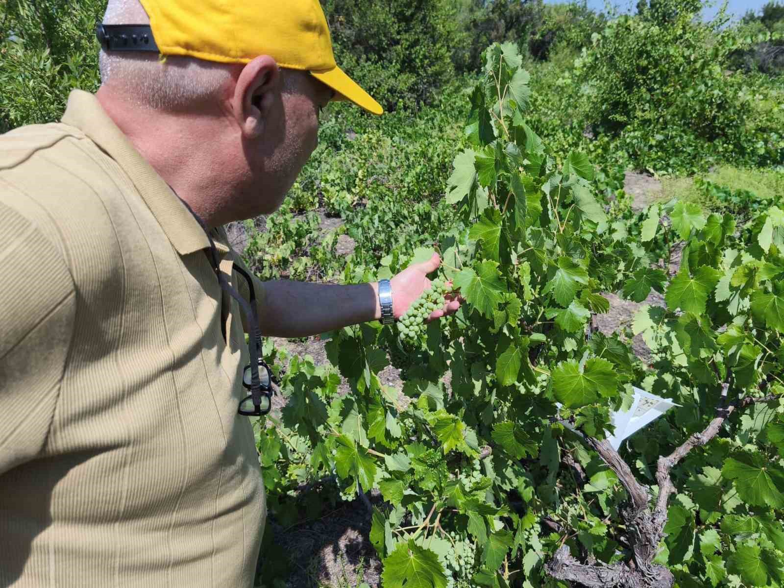Beyşehir’de patates ekili alanlarda zararlı alarmı