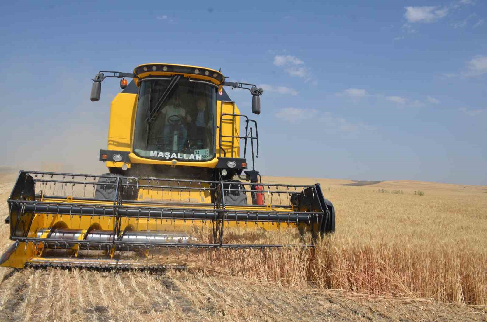 Bulanık’ta hububat hasadı başladı