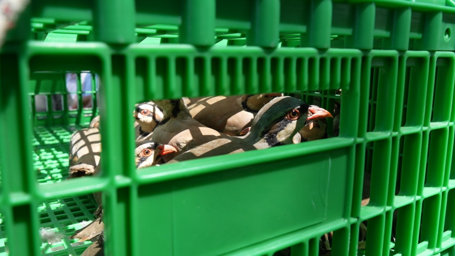 Gümüşhane’de keneyle mücadele için 400 keklik doğaya salındı
