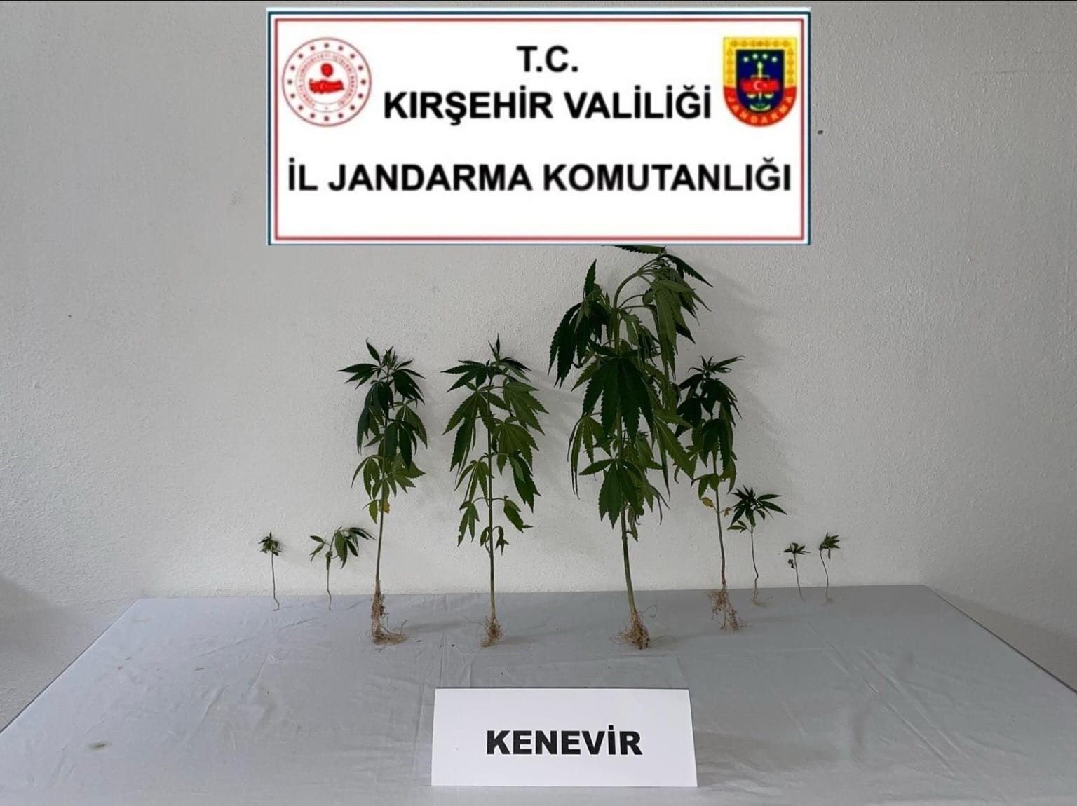 Kırşehir’de jandarma 9 kök kenevir bitkisi ele geçirdi