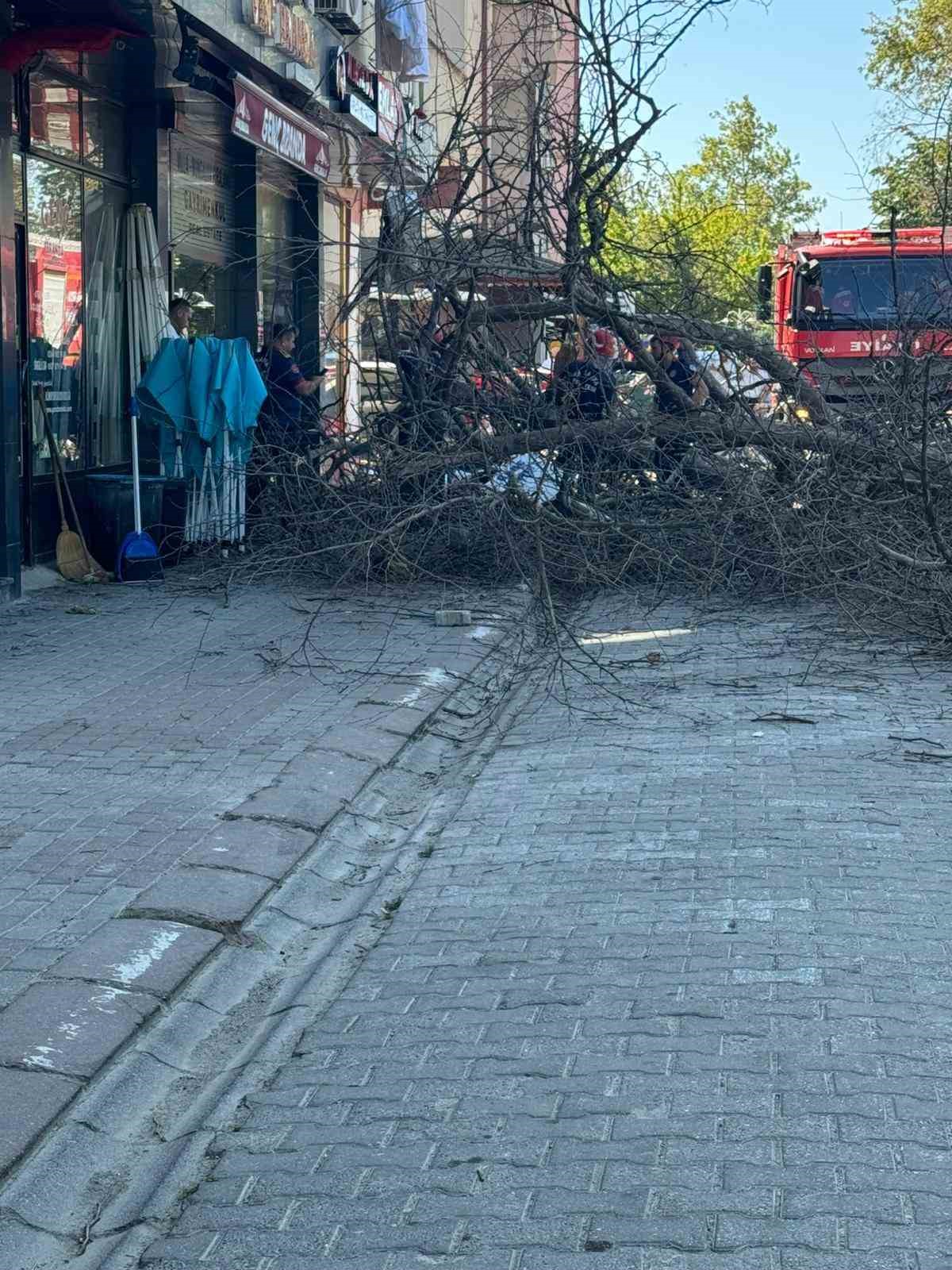 Asırlık çınar ağacı 4 katlı binanın üzerine devrildi, camlar kırıldı
