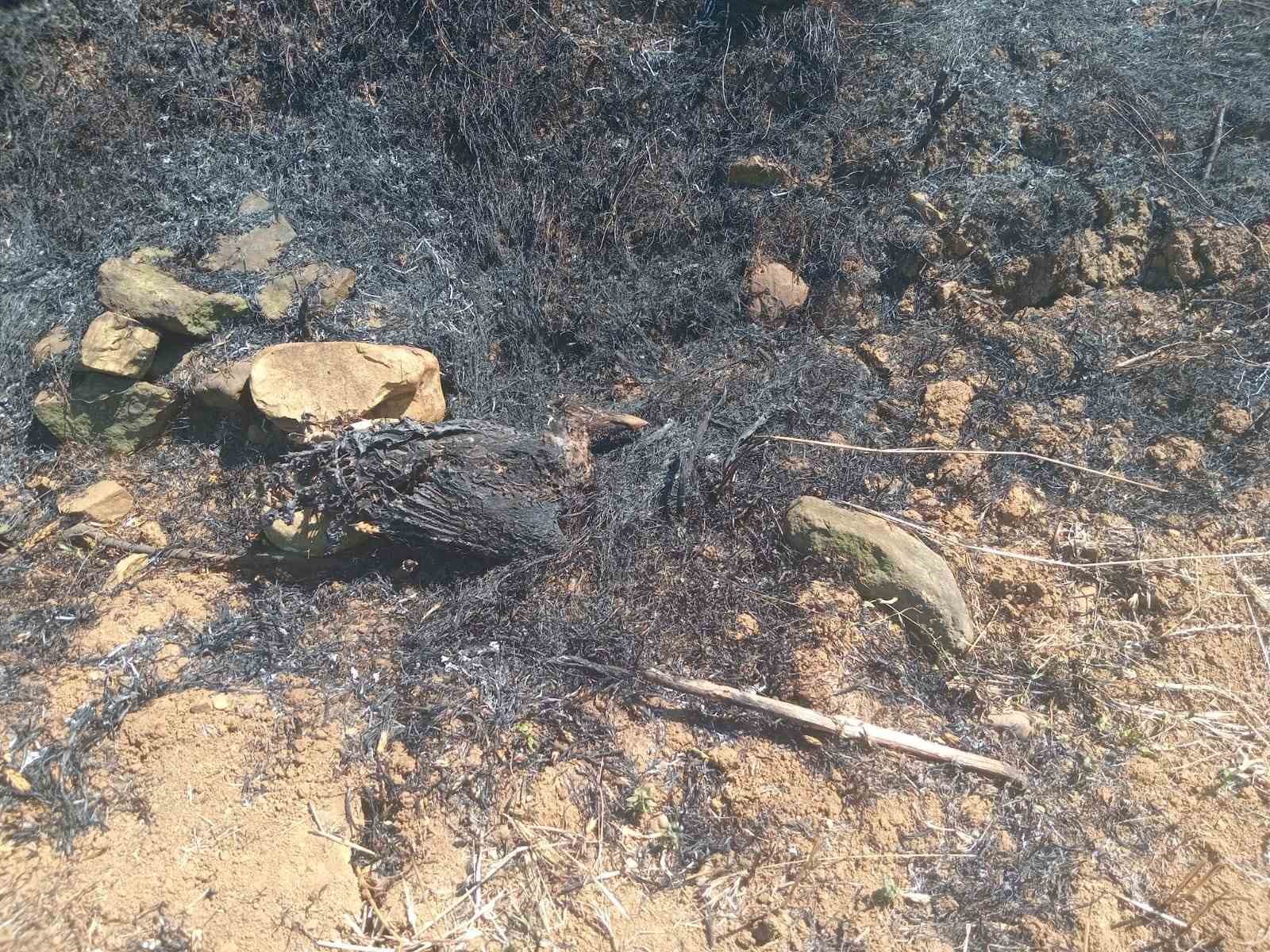 Kartalın elektrik tellerine &ccedil;arpmasıyla başlayan yangın b&uuml;y&uuml;meden s&ouml;nd&uuml;r&uuml;ld&uuml;
