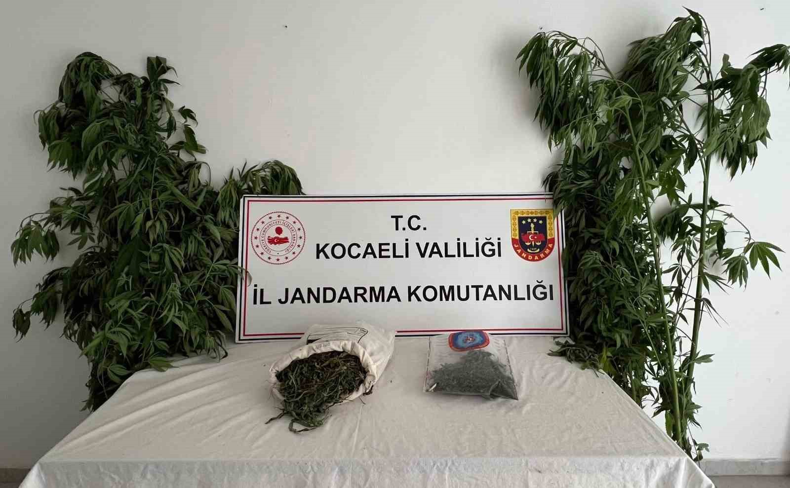 556 k&ouml;k kenevir ve 5 kilo skunk ele ge&ccedil;irildi: 2 ş&uuml;pheli tutuklandı
