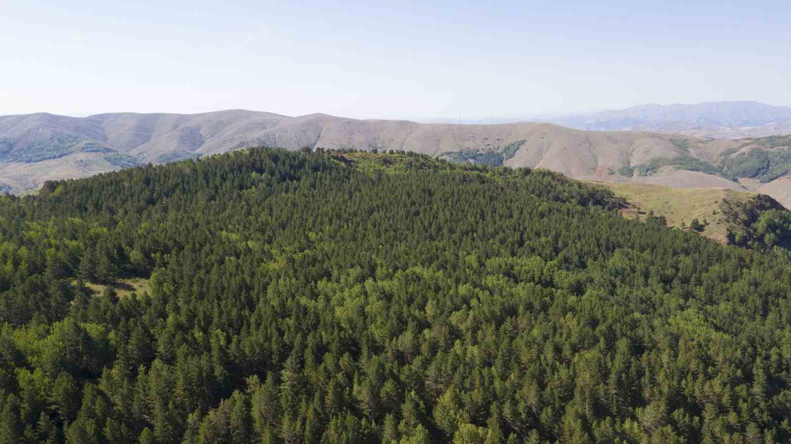 Sivas’ta ormanlara giriş yasaklandı