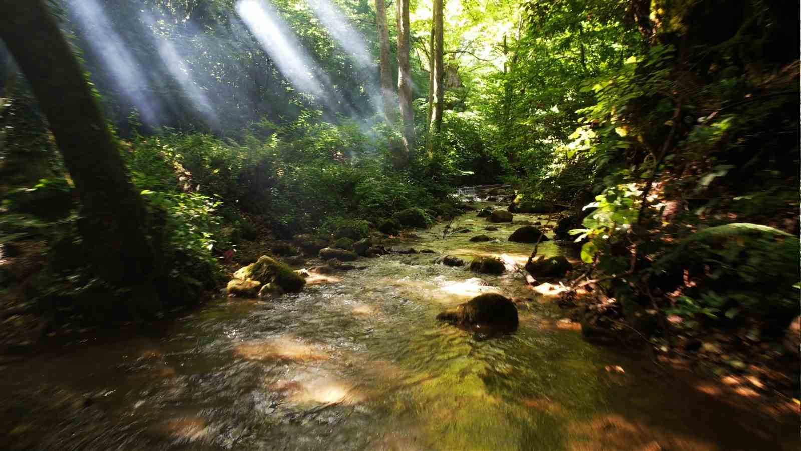 Yalova&rsquo;da ormanlara girişler yasaklandı
