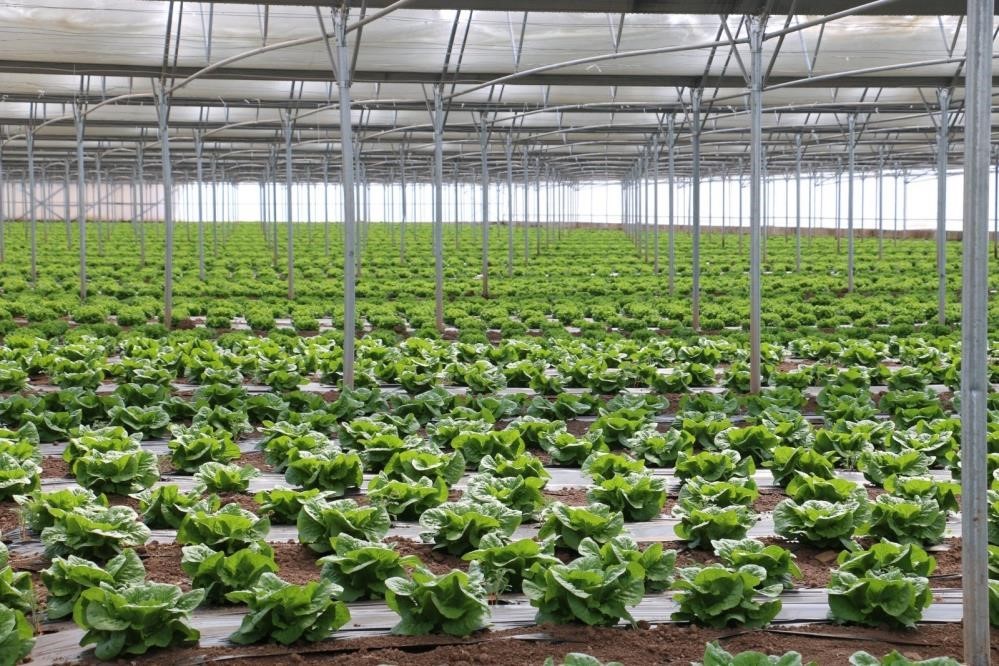 Erzincan ‘Sera Üssü’ olma yolunda ilerliyor