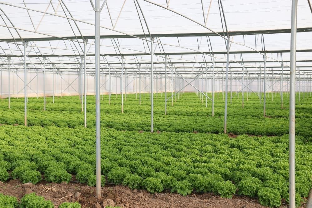 Erzincan &lsquo;Sera &Uuml;ss&uuml;&rsquo; olma yolunda ilerliyor
