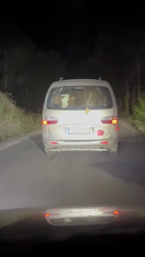 Yangında mahsur kalan hayvanları tahliye ettiler
