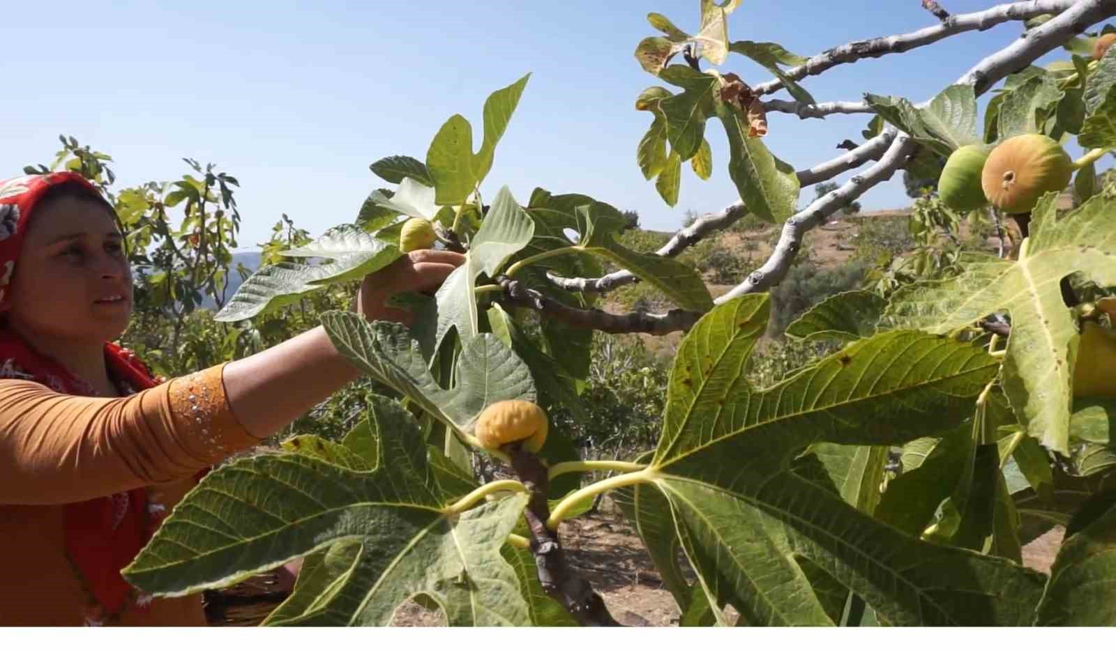 Tire’de incir hasatında işçi maaşı 90 bin TL oldu