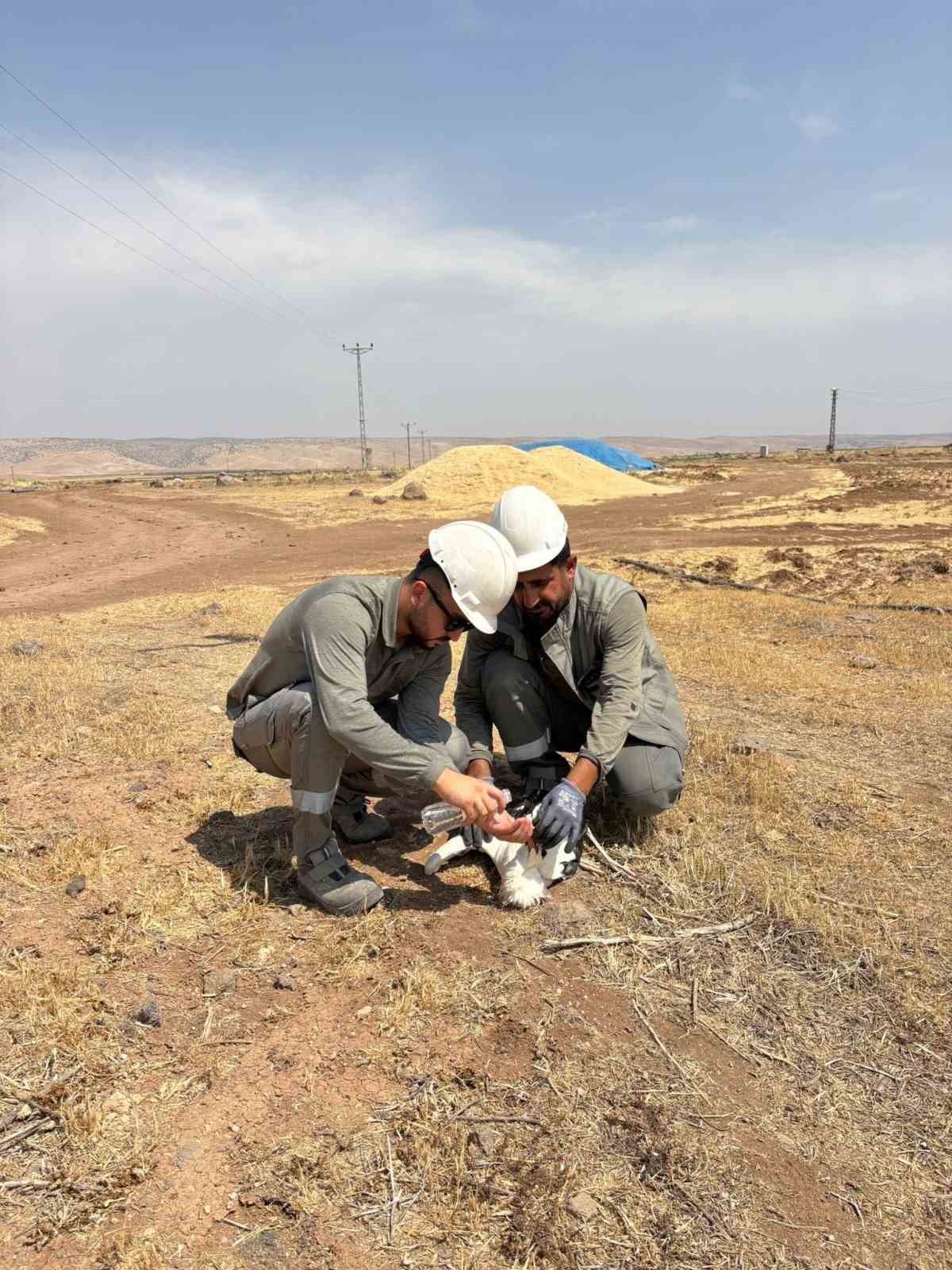 Dicle Elektrik ekipleri bitkin düşen leyleği kurtardı