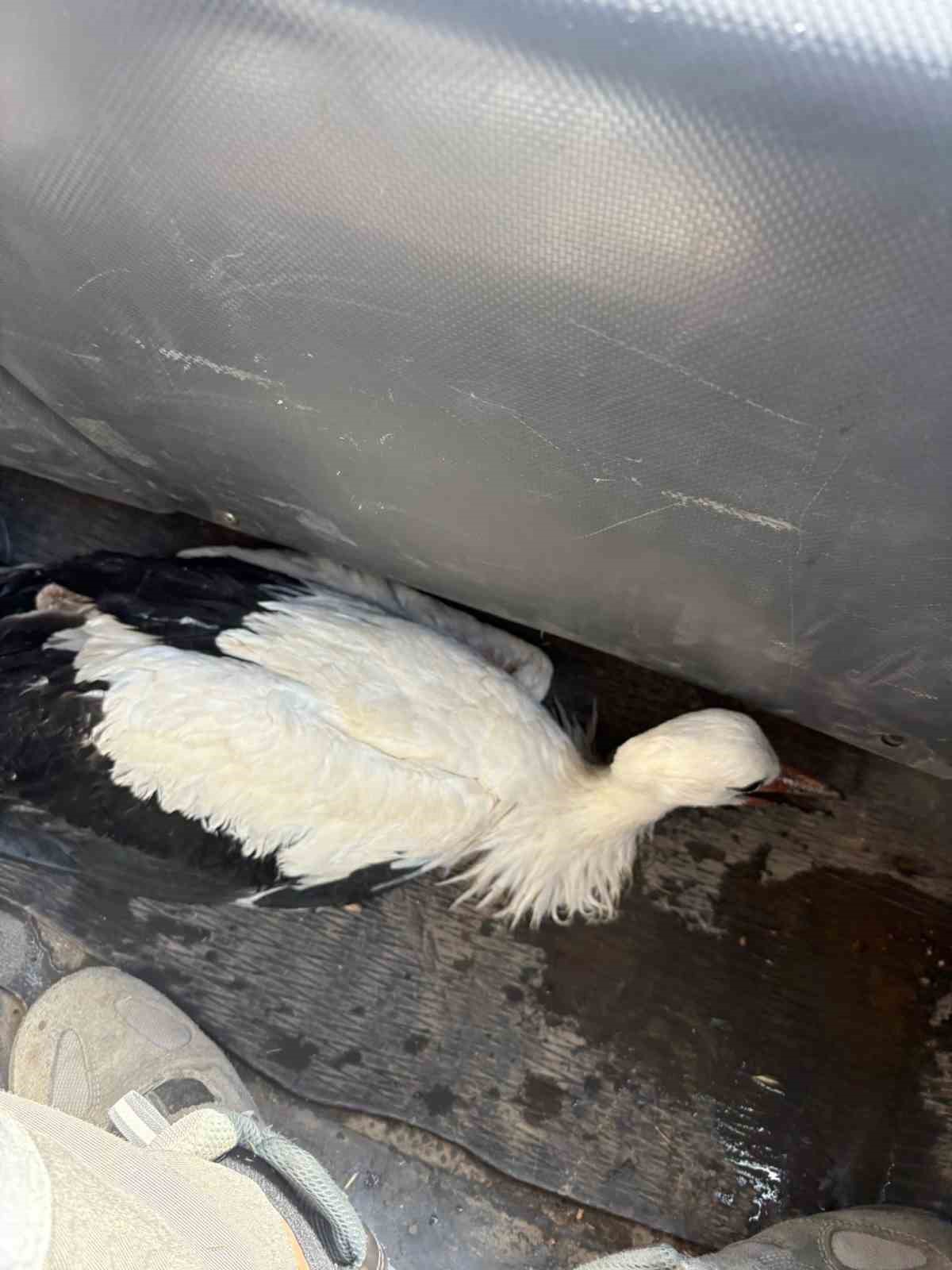 Dicle Elektrik ekipleri bitkin d&uuml;şen leyleği kurtardı
