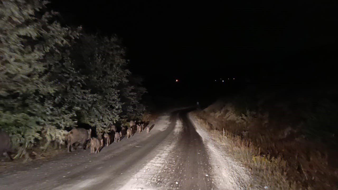 Malatya’da yaban domuzu sürüsü görüntülendi