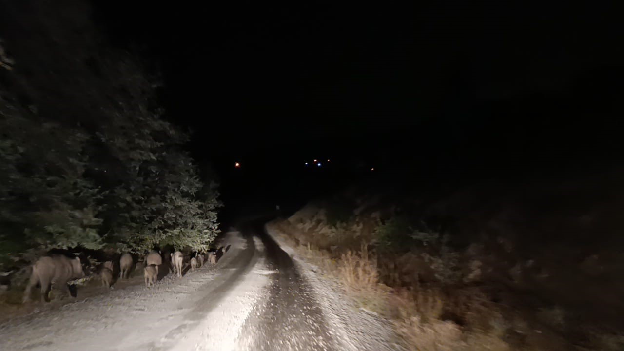 Malatya&rsquo;da yaban domuzu s&uuml;r&uuml;s&uuml; g&ouml;r&uuml;nt&uuml;lendi
