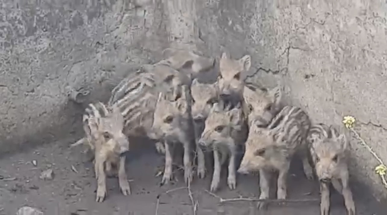 Sulama havuzuna düşen 10 domuz yavrusu kurtarıldı