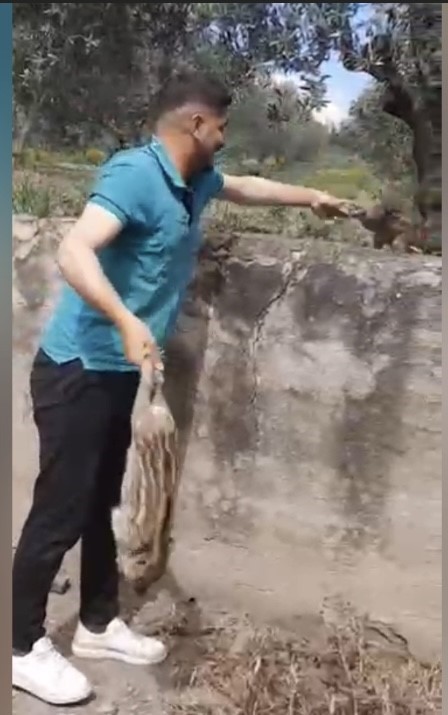 Sulama havuzuna d&uuml;şen 10 domuz yavrusu kurtarıldı
