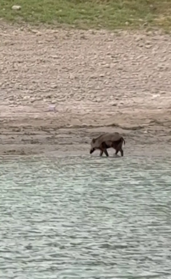 Sıcaktan bunalan yaban domuzu g&ouml;lde serinledi
