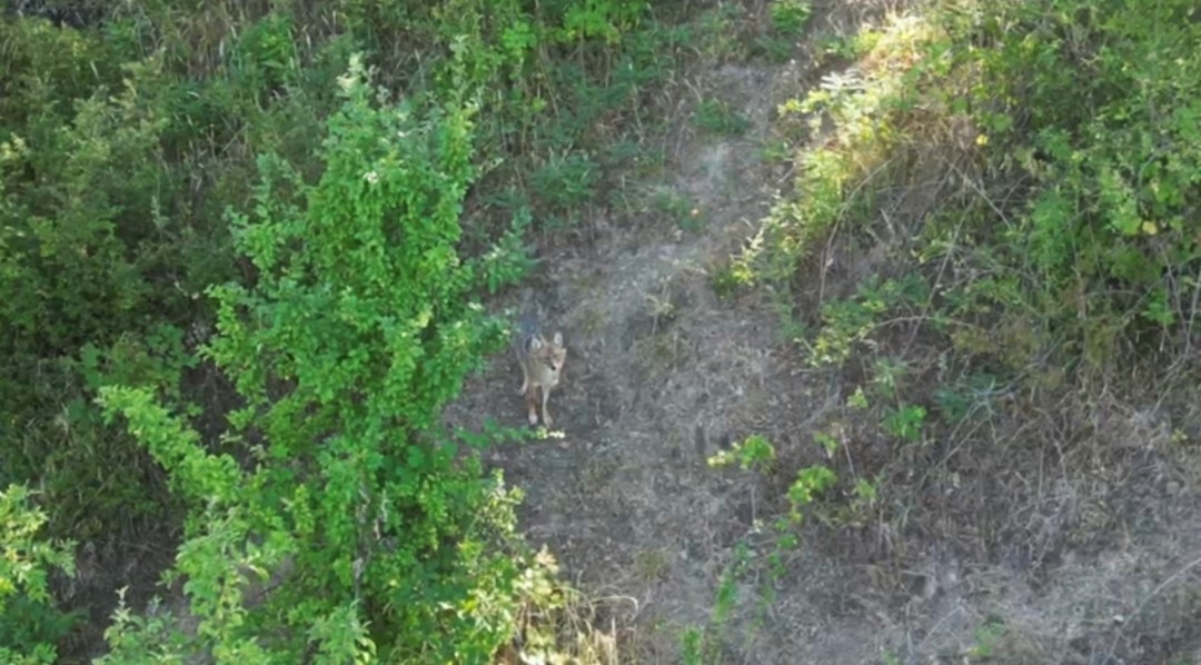 Kurdun koyunlara saldırısı dronla &ouml;nlendi
