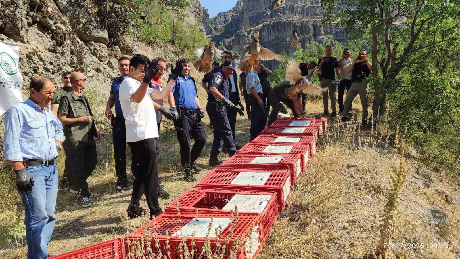 Bolu&rsquo;da doğaya 600 kınalı keklik bırakıldı
