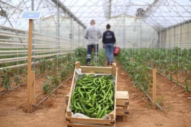 Başkan Çerçioğlu’nun tarıma ve üreticilere destekleri sürüyor