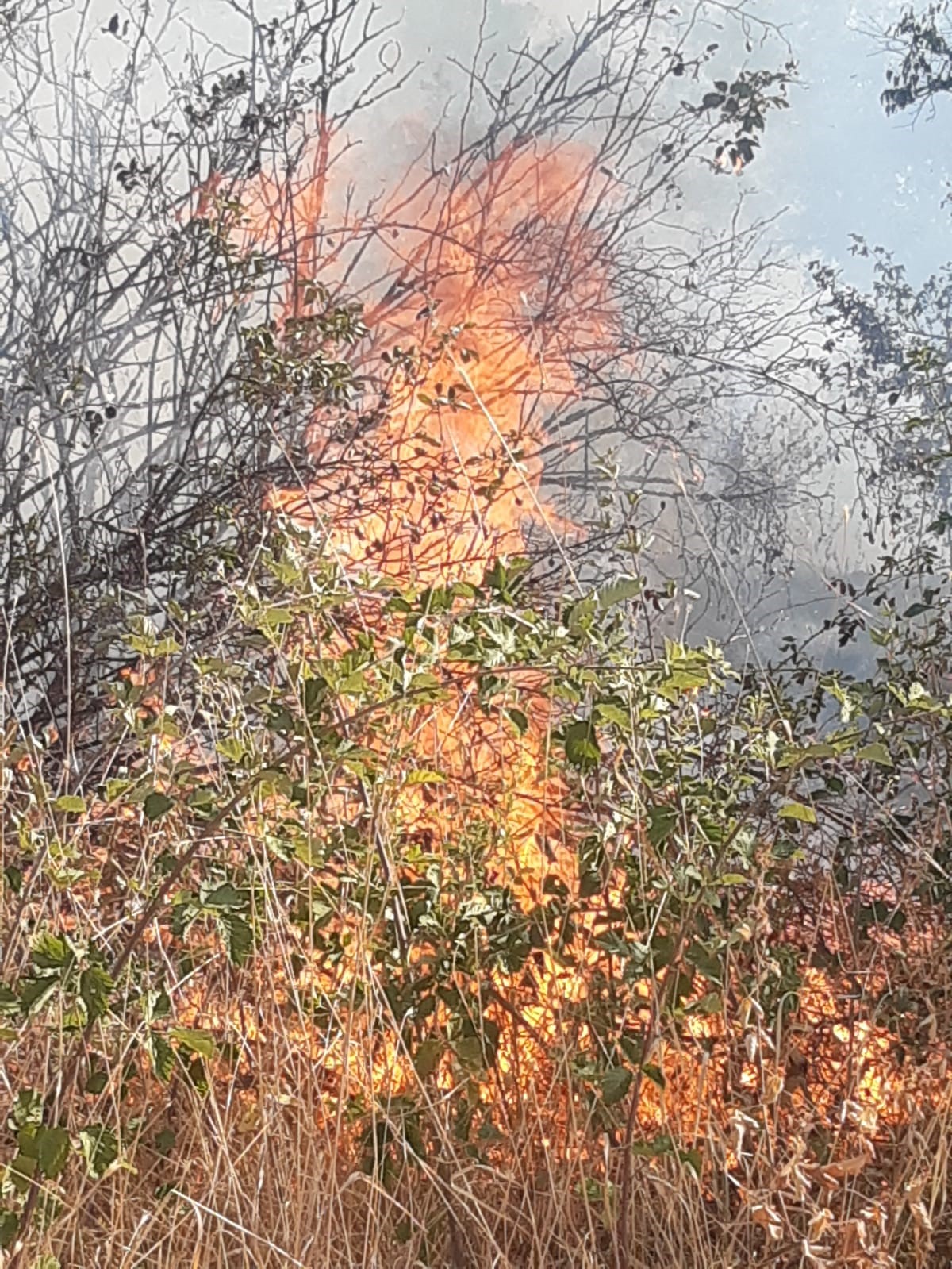 Tunceli&rsquo;de otluk alanda &ccedil;ıkan yangın ekiplerin m&uuml;dahalesiyle s&ouml;nd&uuml;r&uuml;ld&uuml;
