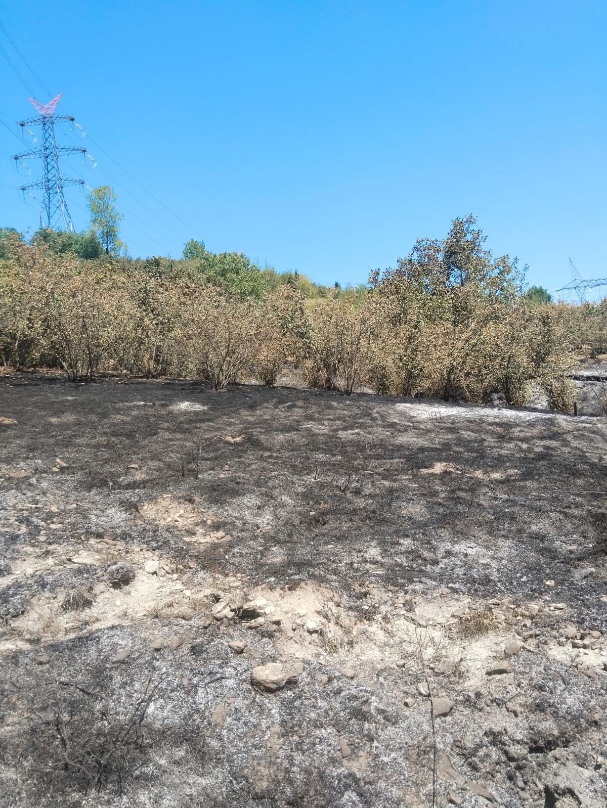 Tırpan motoru fındık bahçesini yaktı