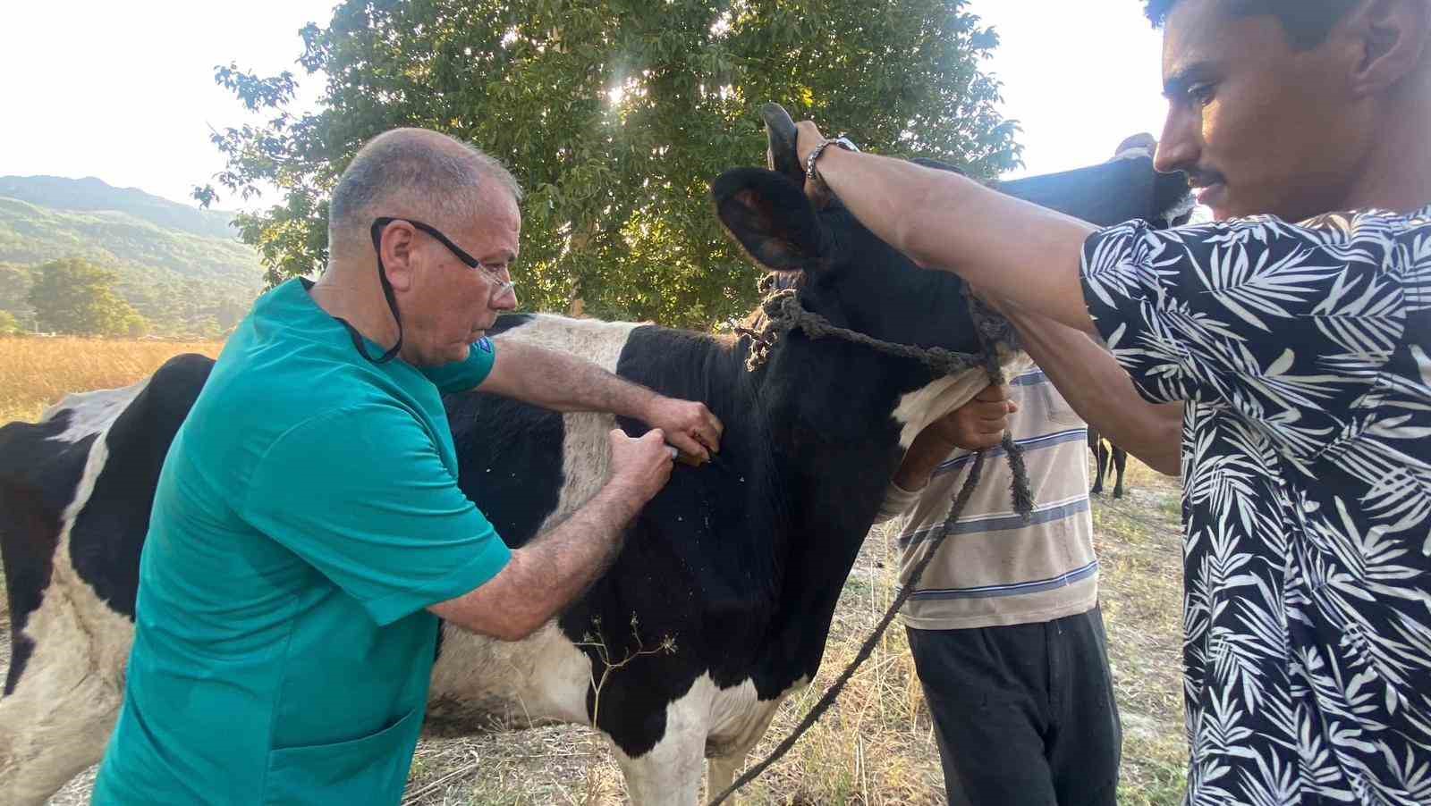 Serik&rsquo;teki orman yangınında evler ve ahırlar yandı
