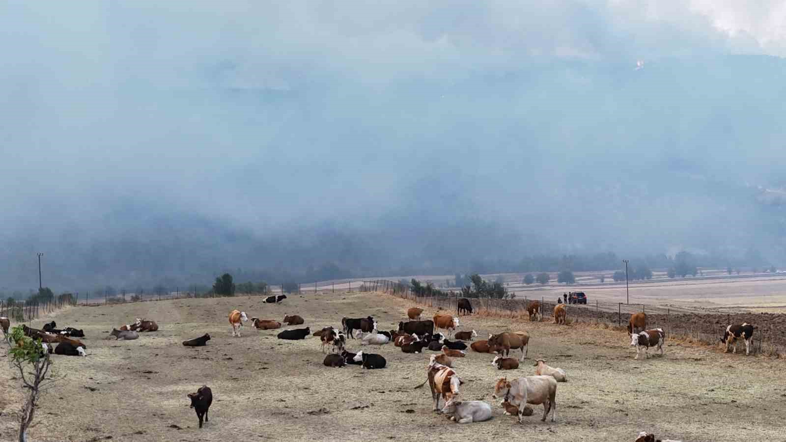 Orman yangını köye yaklaştı, hayvanlar güvenli alanda bekletiliyor