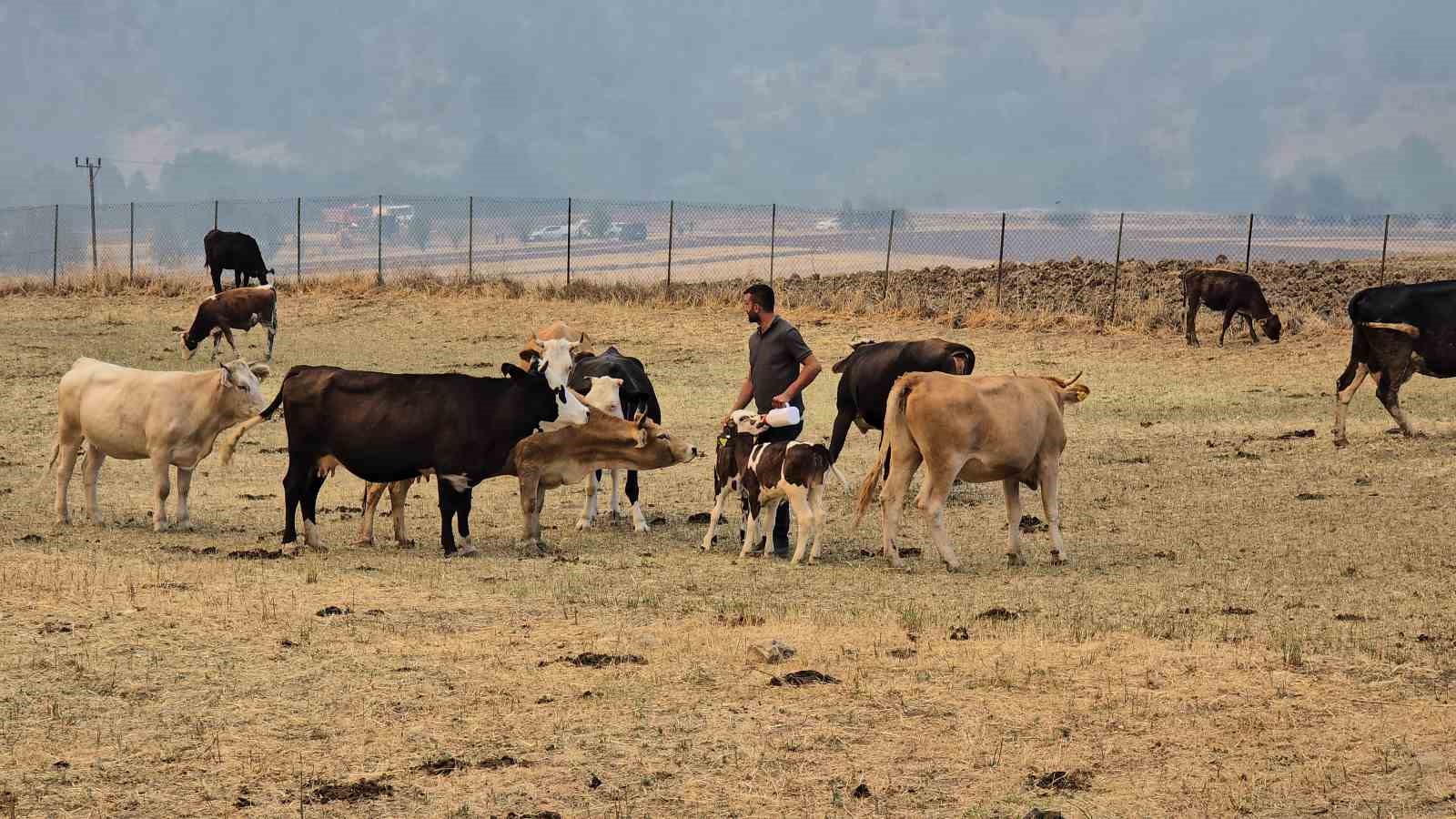Orman yangını k&ouml;ye yaklaştı, hayvanlar g&uuml;venli alanda bekletiliyor
